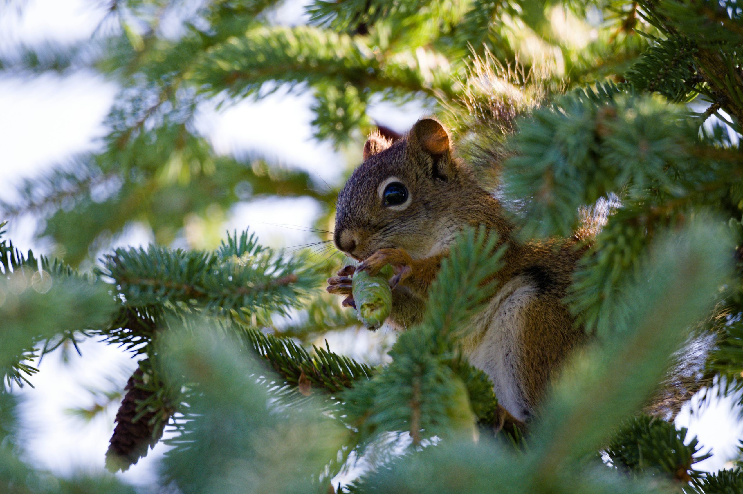 Squirrel feeding in a forest. Image: Unsplash.