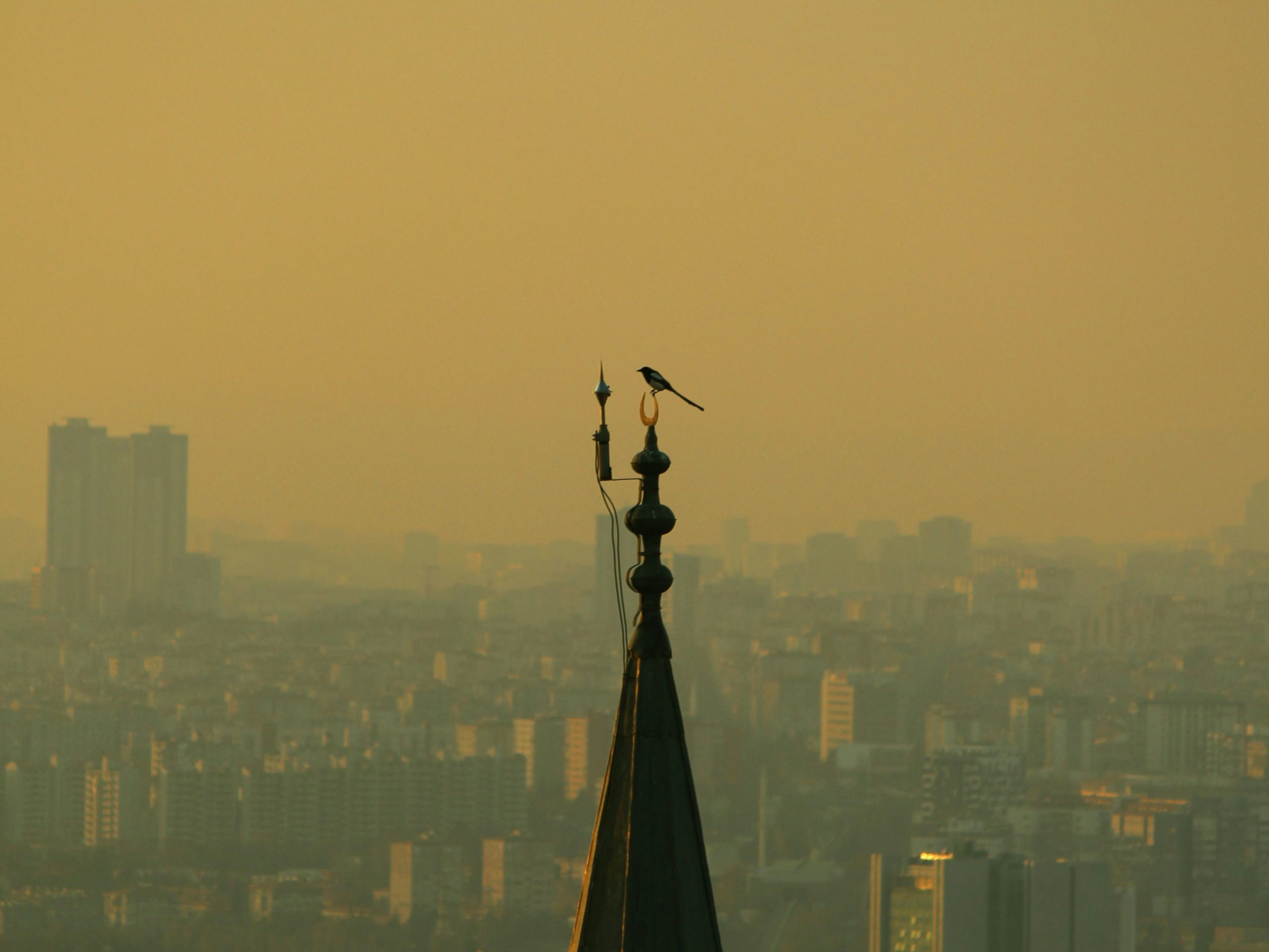 Bird in the top of a building.