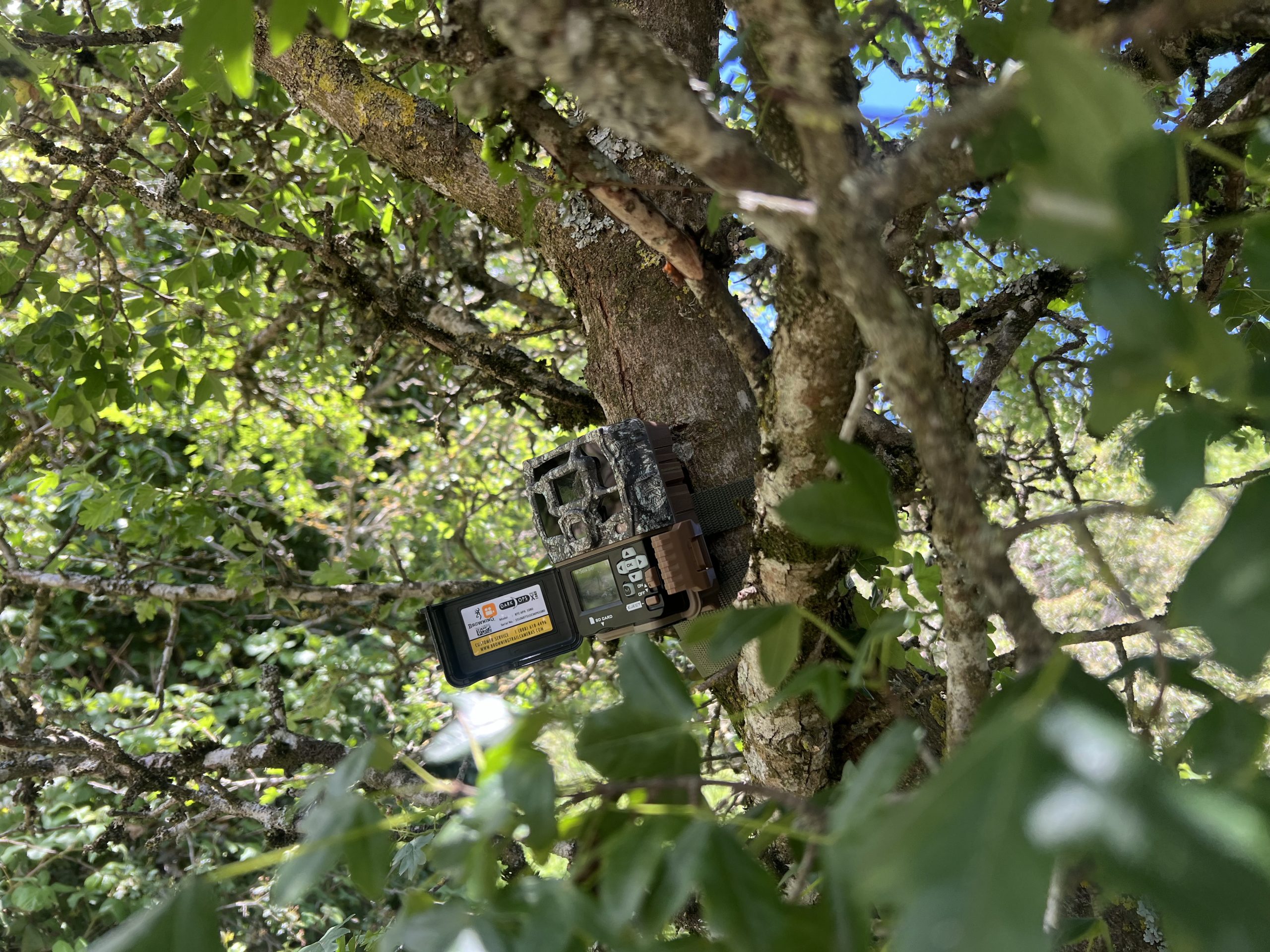 Camera trap placed in a tree functioning as an in-situ sensor to monitor biodiversity.