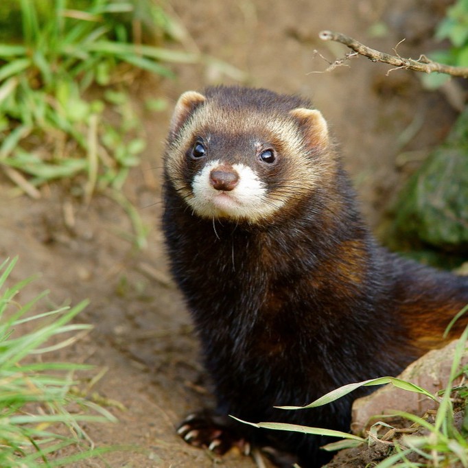 Mustela putorius in the wild. Author: Peter Trimming.